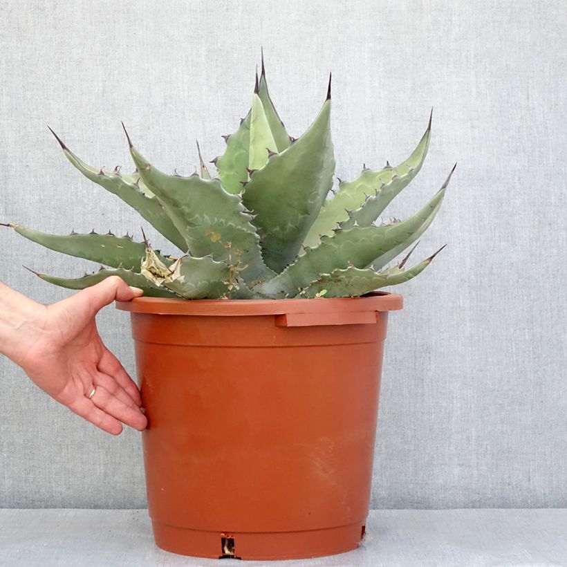Agave salmiana subsp. crassispina Vaso da 12L/15L esemplare consegnato in primavera