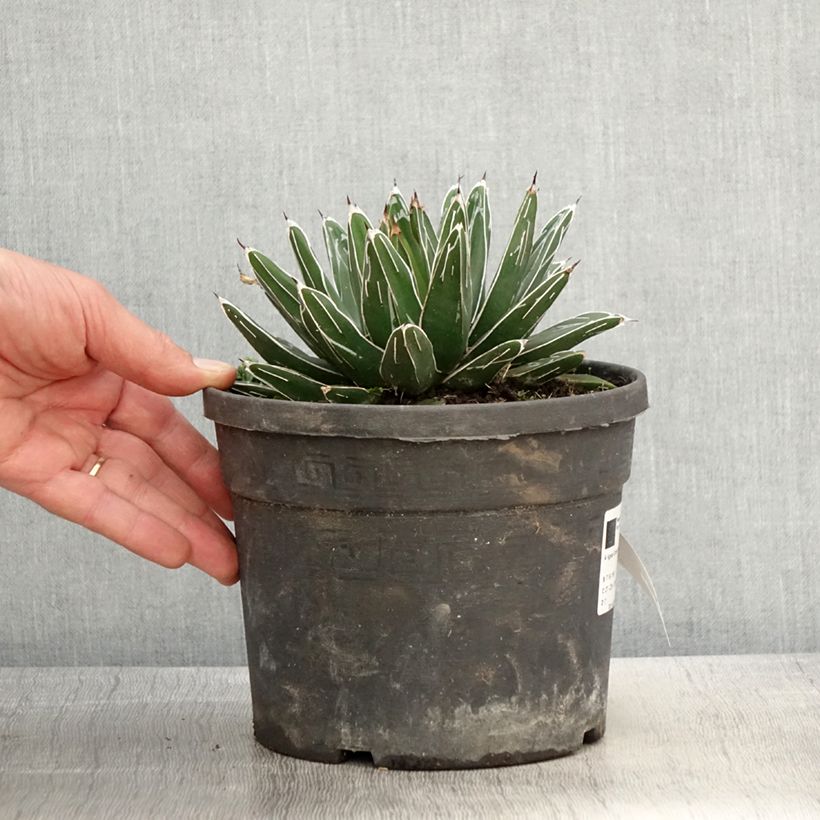 Agave victoriae-reginae Vaso da 4L/5L esemplare consegnato in primavera