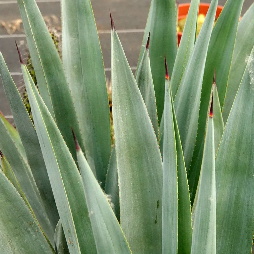 Agave x winteriana (Fogliame)