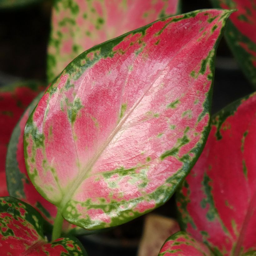 Aglaonema Red Dragon (Fogliame)