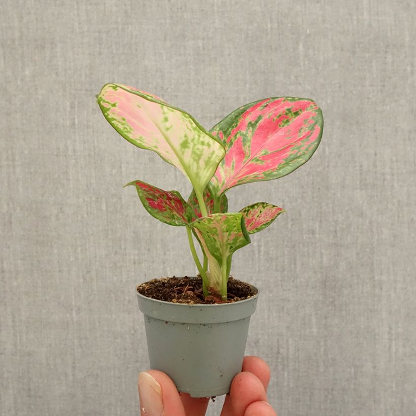 Esemplare di Aglaonema Red Dragon mini-pianta come consegnato in autunno