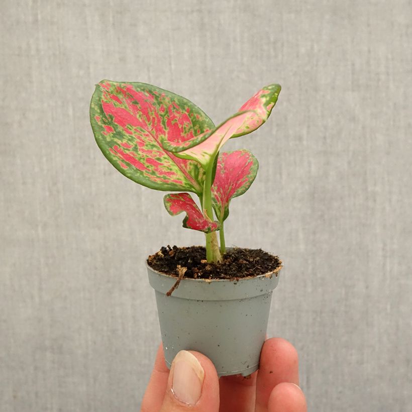 Example of Aglaonema Red Valentine mini-pianta as you get in automne