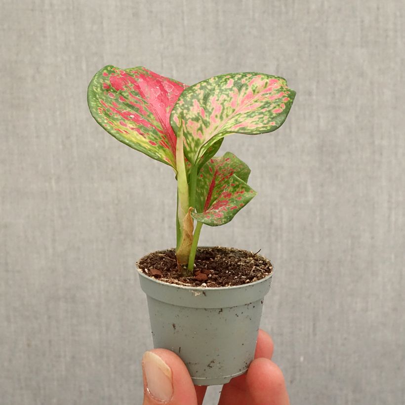 Example of Aglaonema Red Zircon mini-pianta as you get in automne