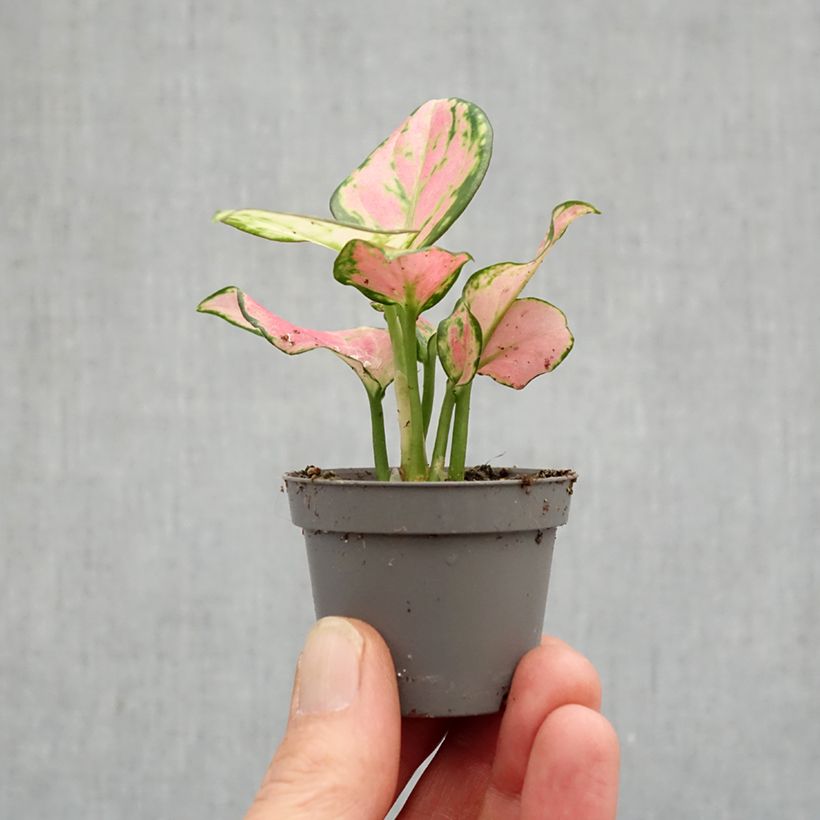 Example of Aglaonema Rich Red mini-pianta as you get in printemps