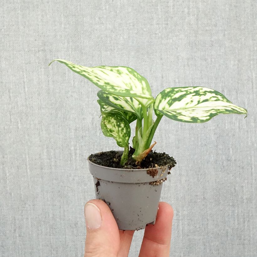 Example of Aglaonema Snowflake mini-pianta as you get in automne