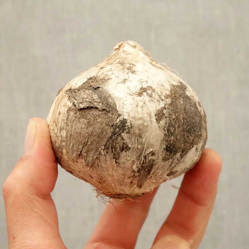 Esemplare di Allium Ambassador - Aglio ornamentale Bulbo size 24+ come consegnato in autunno