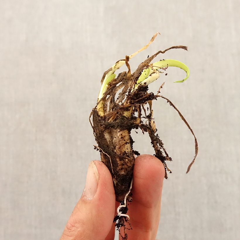 Esemplare di Allium angulosum - Aglio angoloso Bulbo taglia I come consegnato in autunno