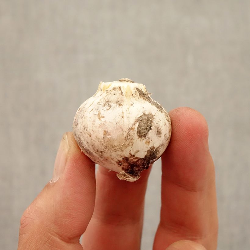 Esemplare di Allium atropurpureum - Aglio ornamentale Bulbo taglia 8+ come consegnato in autunno