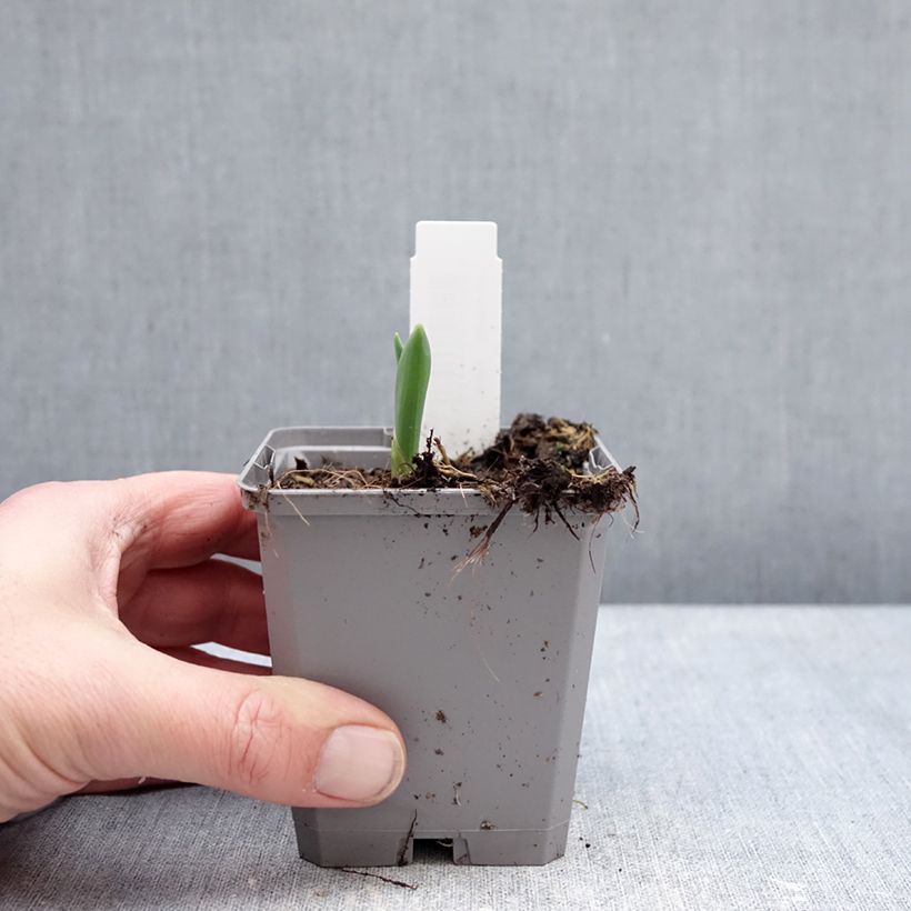 Allium atropurpureum - Aglio ornamentale Vasetto da 8/9 cm taglia 8+ esemplare consegnato in inverno