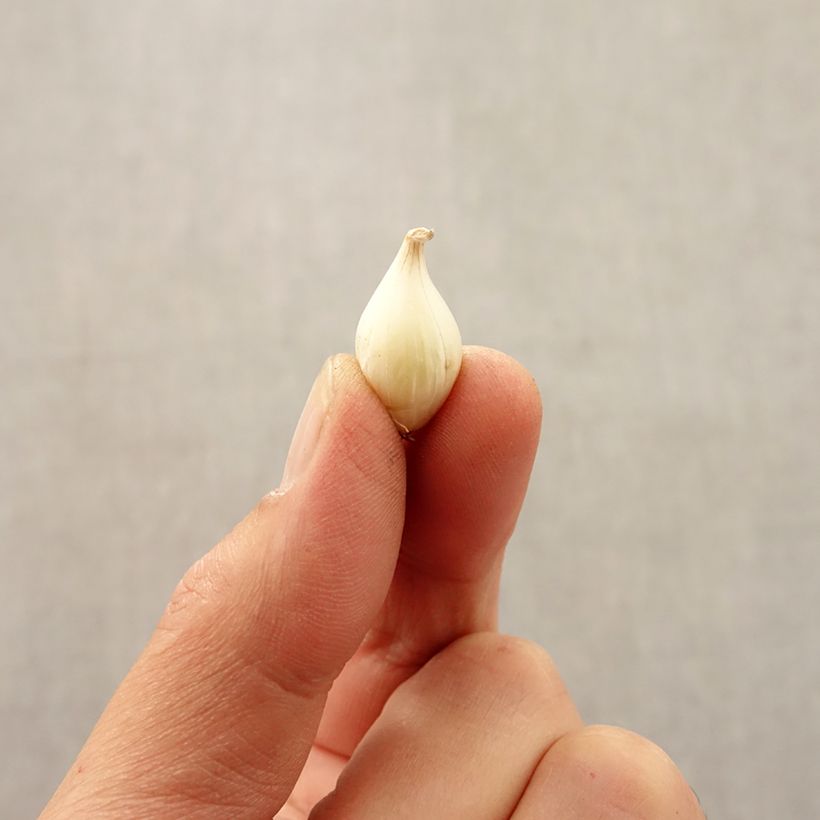 Esemplare di Allium caesium - Aglio ornamentale Bulbo taglia 5+ come consegnato in autunno