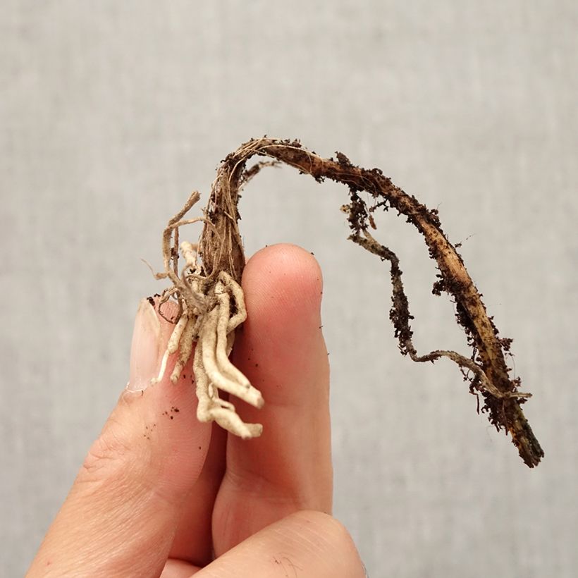 Esemplare di Allium cyathophorum var farreri - Aglio ornamentale Bulbo taglia I come consegnato in autunno