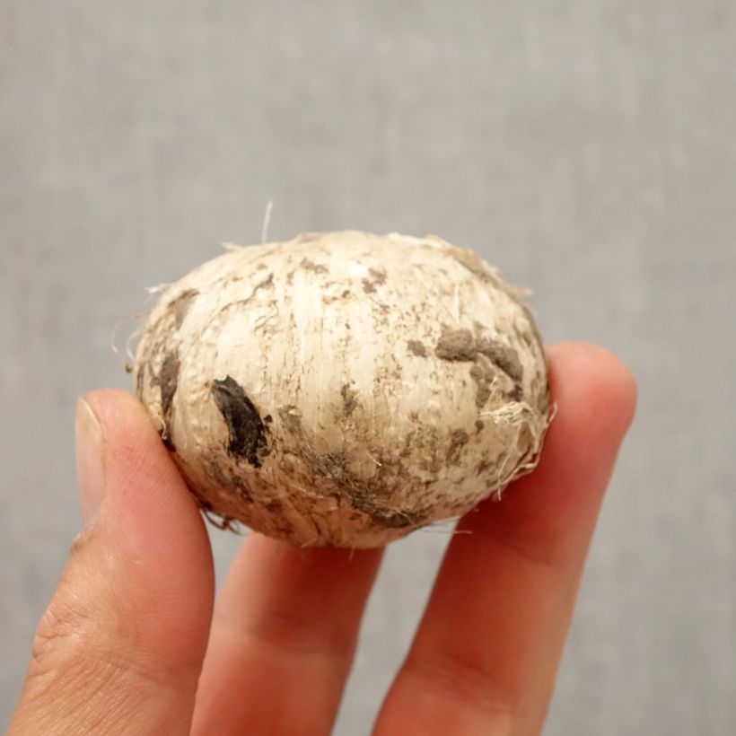 Esemplare di Allium jesdianum Early Emperor - Aglio ornamentale Bulbo taglia 14+ come consegnato in autunno