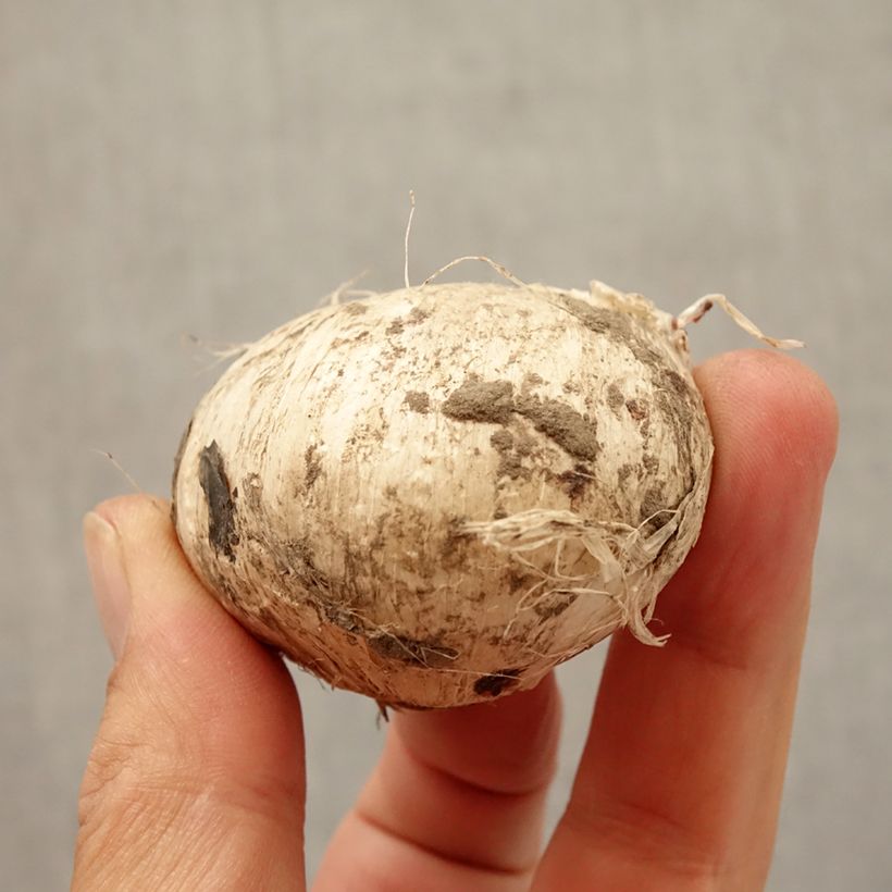 Esemplare di Allium Forelock - Aglio ornamentale Bulbo taglia 14+ come consegnato in autunno