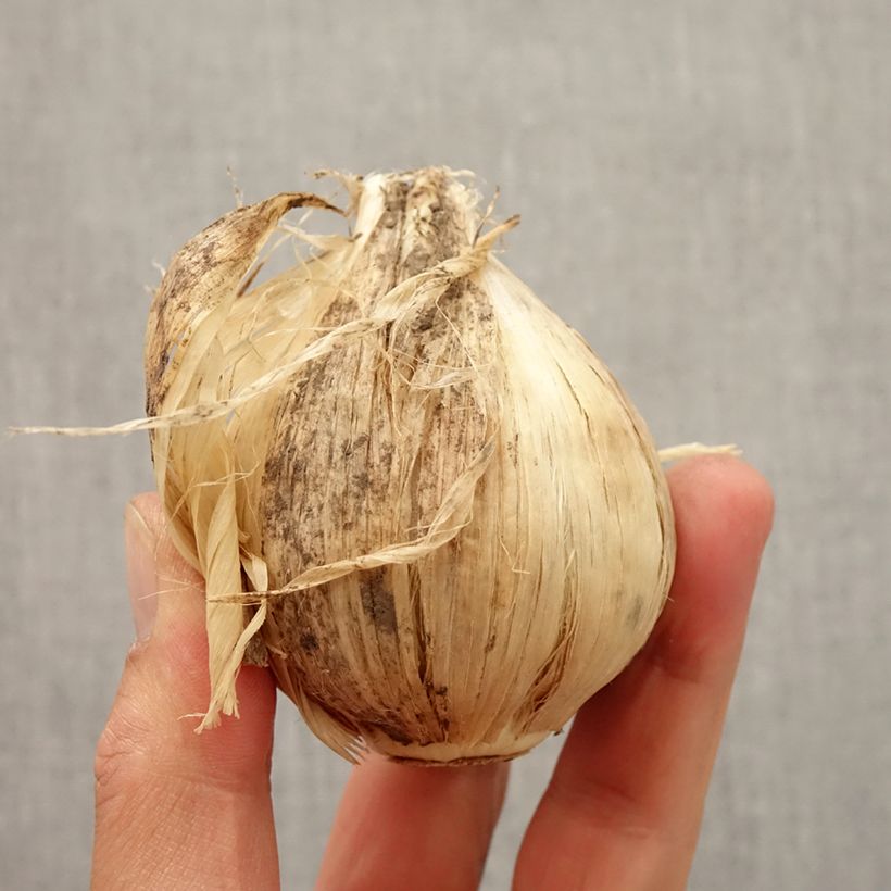 Esemplare di Allium giganteum - Aglio gigante ornamentale Bulbo taglia 20+ come consegnato in autunno