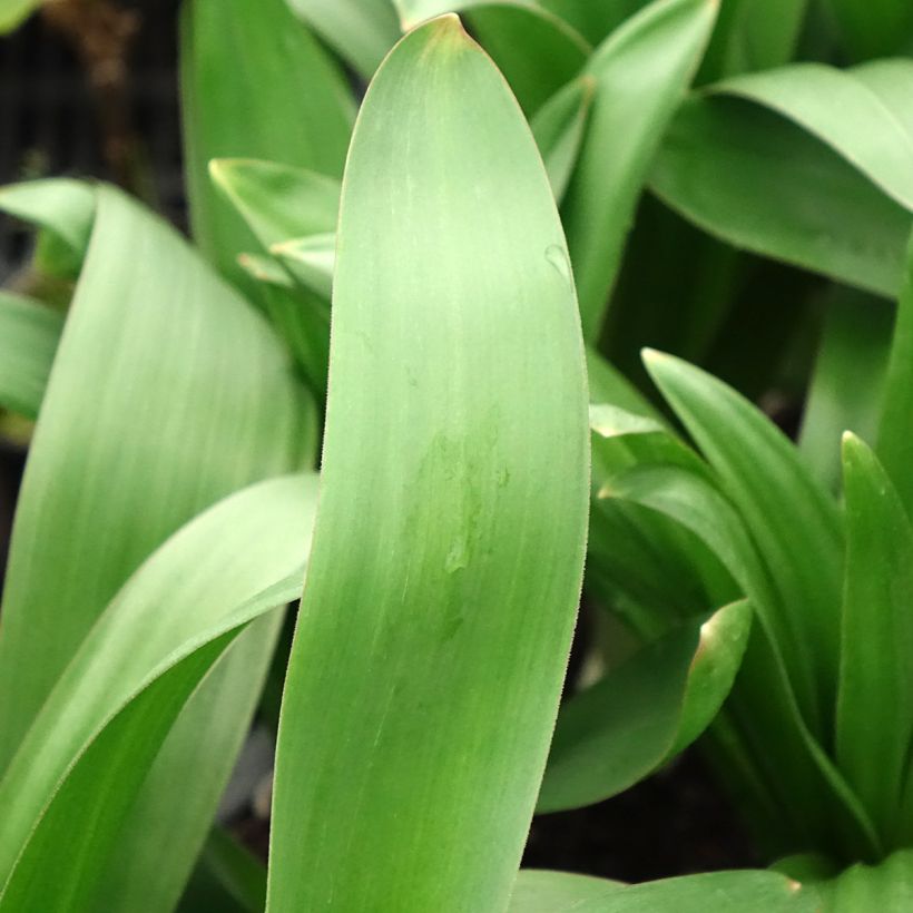 Allium giganteum - Aglio gigante ornamentale (Fogliame)