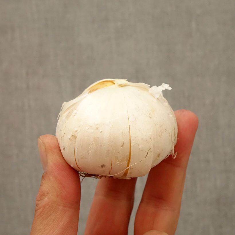 Esemplare di Allium Gladiator - Aglio ornamentale Bulbo taglia 20+ come consegnato in autunno