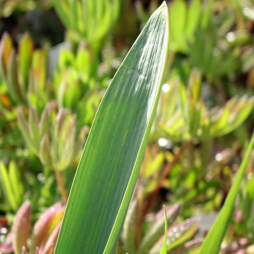 Allium Gladiator - Aglio ornamentale (Fogliame)