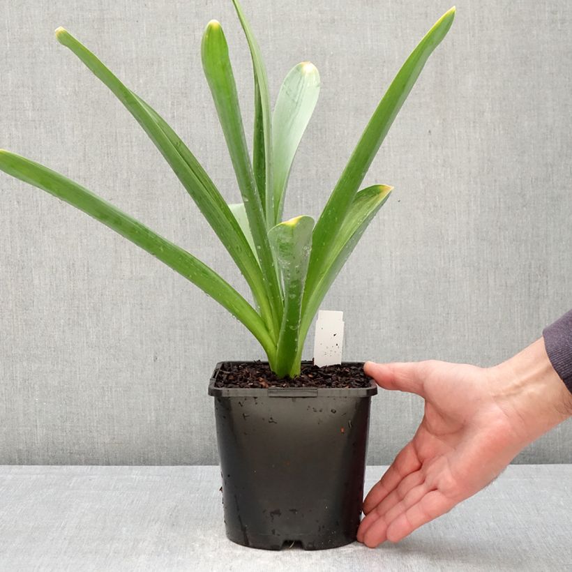 Allium Gladiator - Aglio ornamentale Vaso da 2L/3L taglia 18 esemplare consegnato in primavera