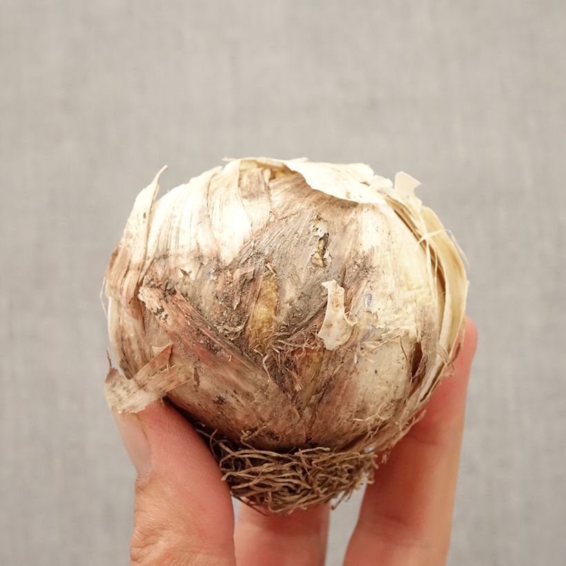 Esemplare di Allium Globemaster - Aglio ornamentale Bulbo come consegnato in autunno