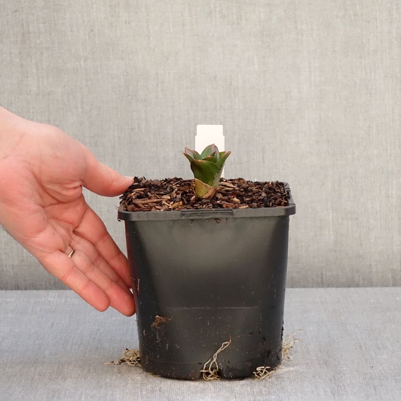 Allium Globemaster - Aglio ornamentale Vaso da 2L/3L esemplare consegnato in inverno