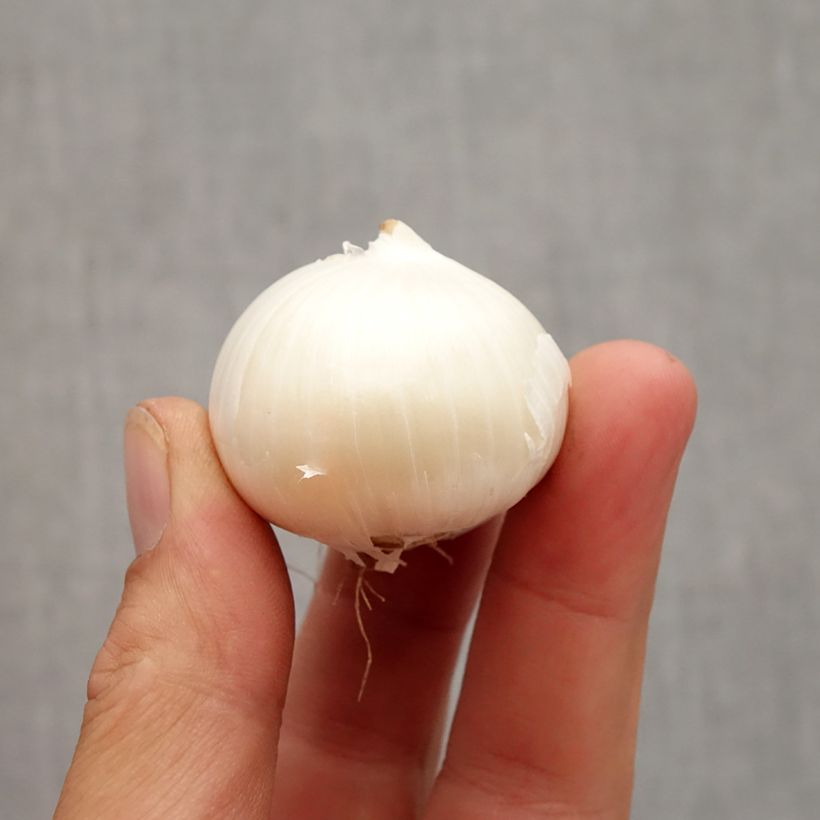 Esemplare di Allium karataviense Ivory Queen - Aglio ornamentale Bulbo taglia 12+ come consegnato in autunno