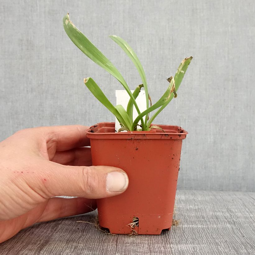 Example of Allium Lavender Bubbles - Aglio ornamentale Vasetto da 8/9 cm as you get in printemps