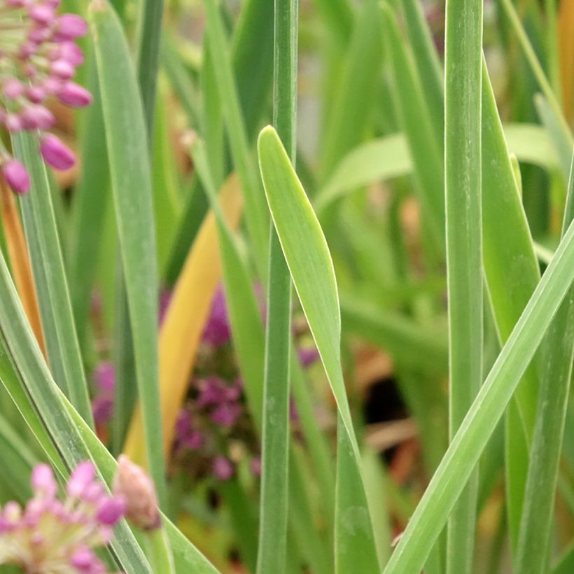 Allium Lavender Bubbles - Aglio ornamentale (Foliage)