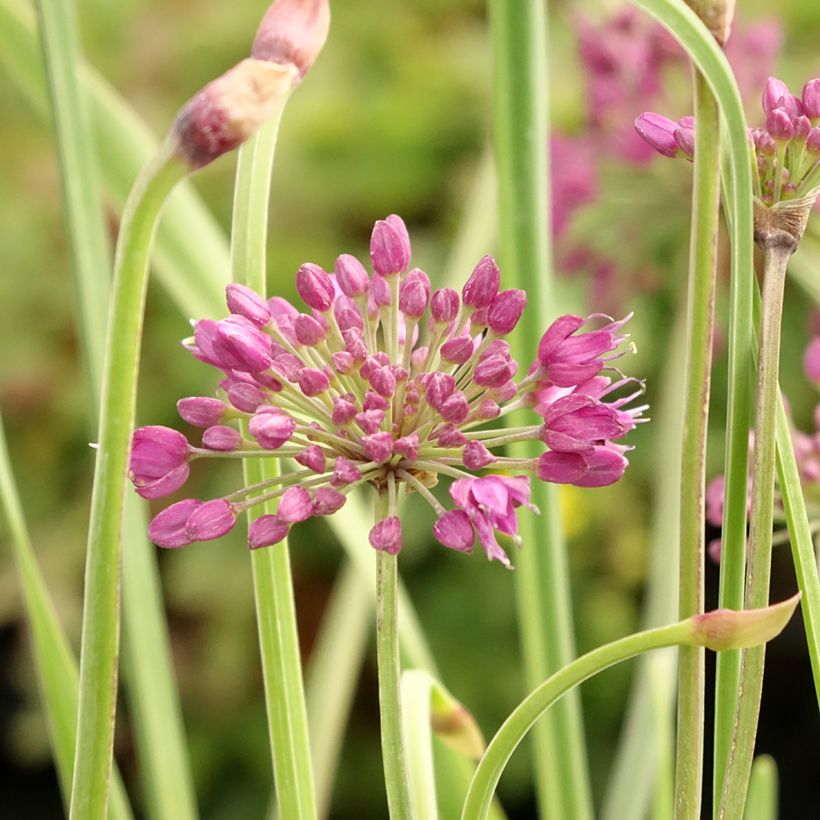 Allium Lavender Bubbles - Aglio ornamentale (Flowering)