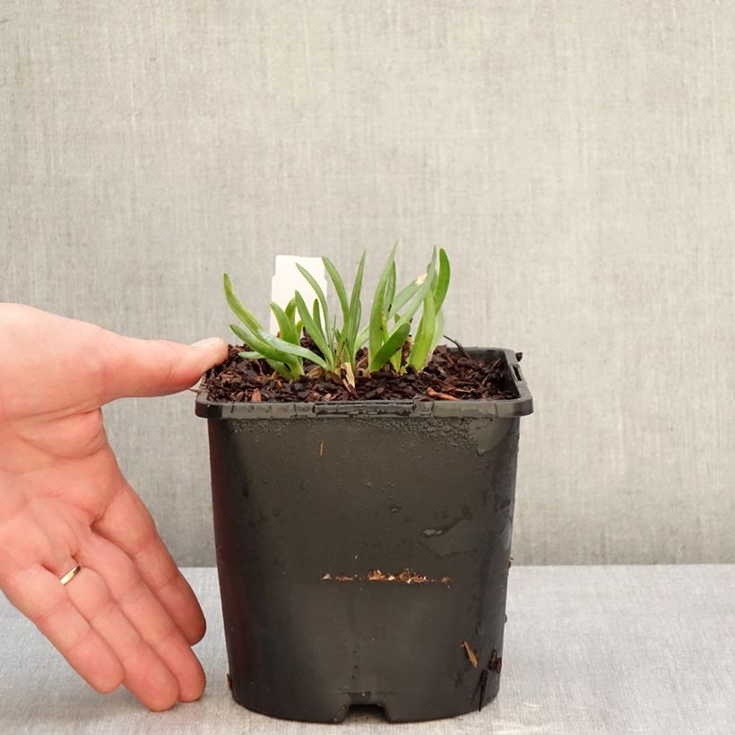 Example of Allium Lavender Bubbles - Aglio ornamentale Vaso da 2L/3L as you get in hiver