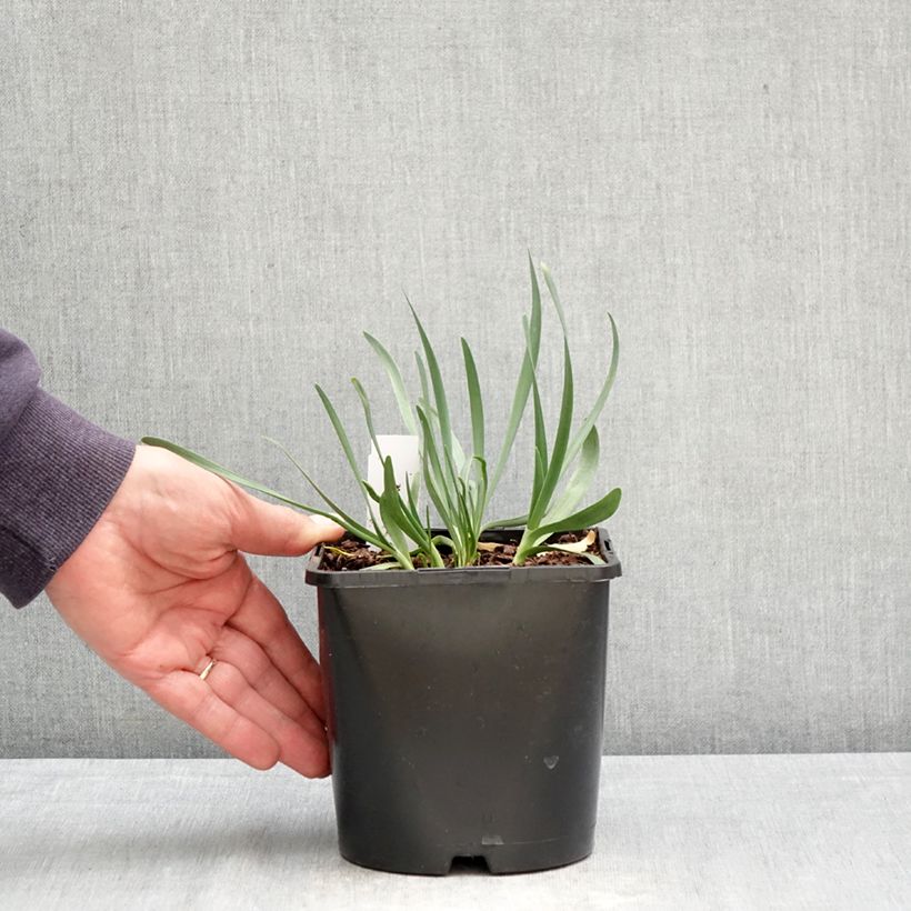 Allium Lavender Bubbles - Aglio ornamentale Vaso da 2L/3L esemplare consegnato in primavera