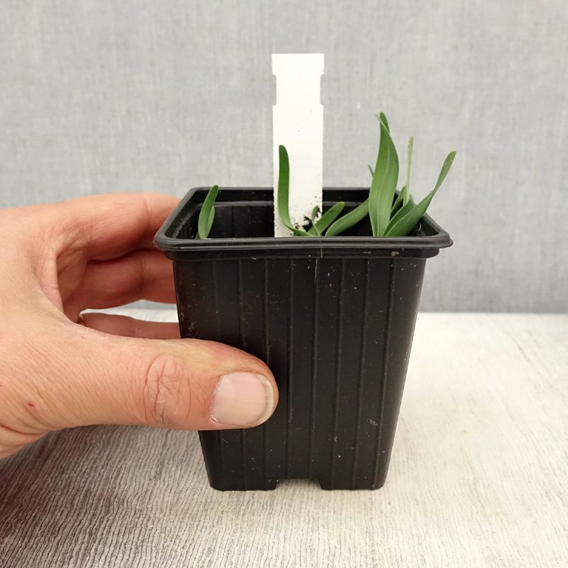 Example of Allium Little Sapphire - Aglio ornamentale Vasetto da 8/9 cm as you get in printemps