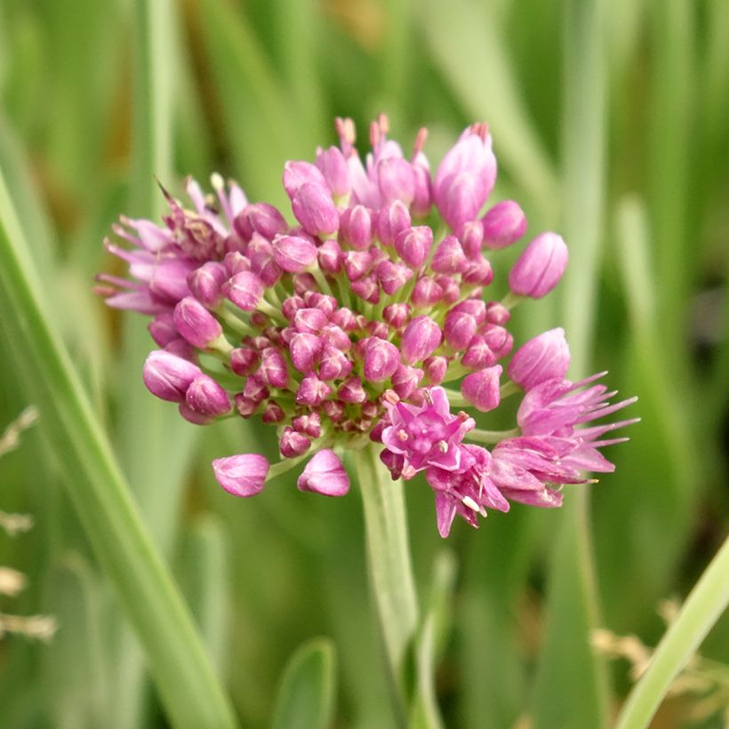 Allium Little Sapphire - Aglio ornamentale (Flowering)