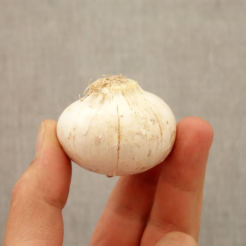 Esemplare di Allium macleanii - Aglio ornamentale Bulbo taglia 20+ come consegnato in autunno