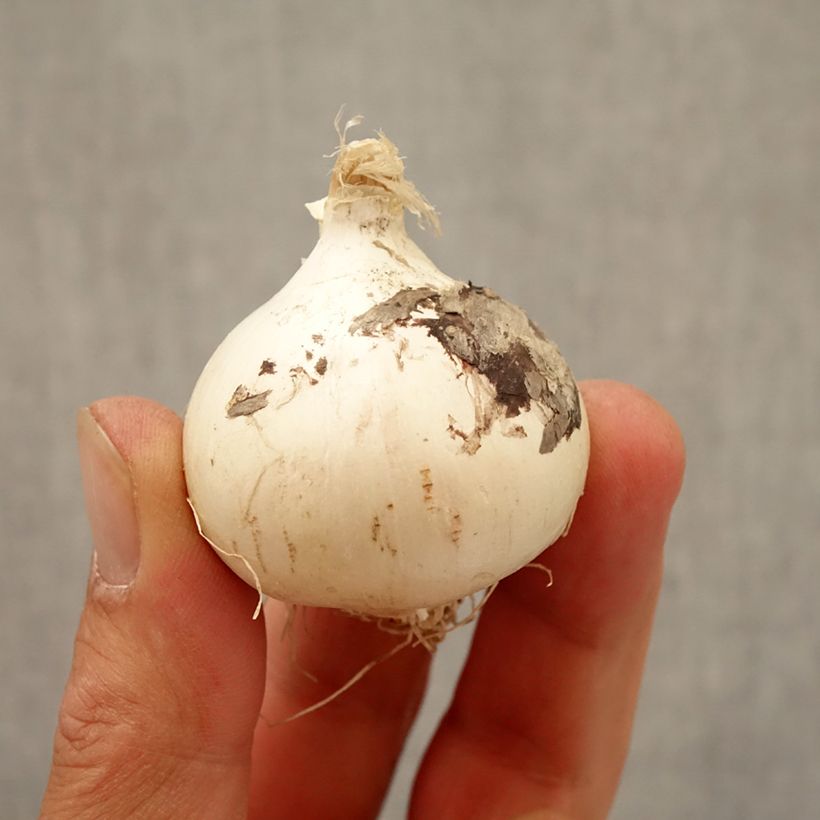 Esemplare di Allium Magic - Aglio ornamentale Bulbo taglia 10+ come consegnato in autunno