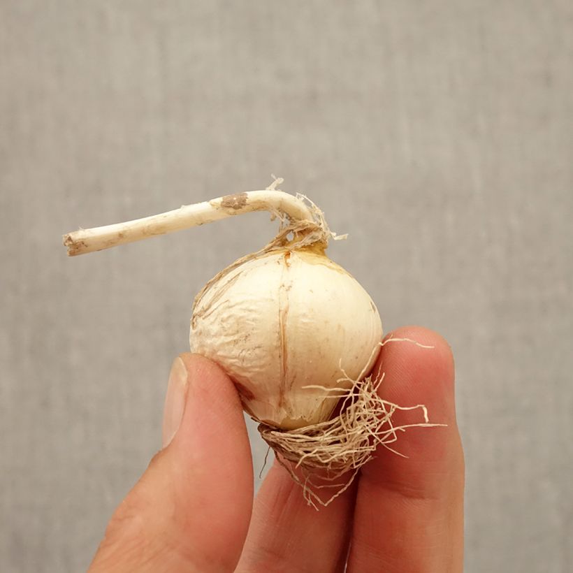 Example of Allium Miami - Aglio ornamentale Bulbo taglia 10+ as you get in automne