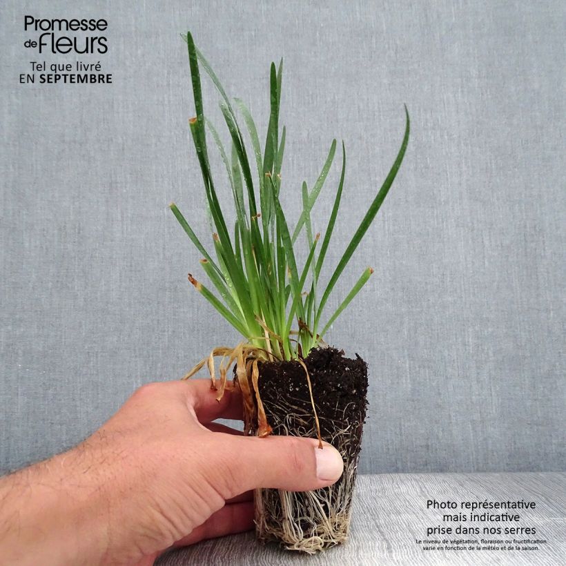 Esemplare di Allium Millenium - Aglio ornamentale mini zolla... come consegnato in autunno