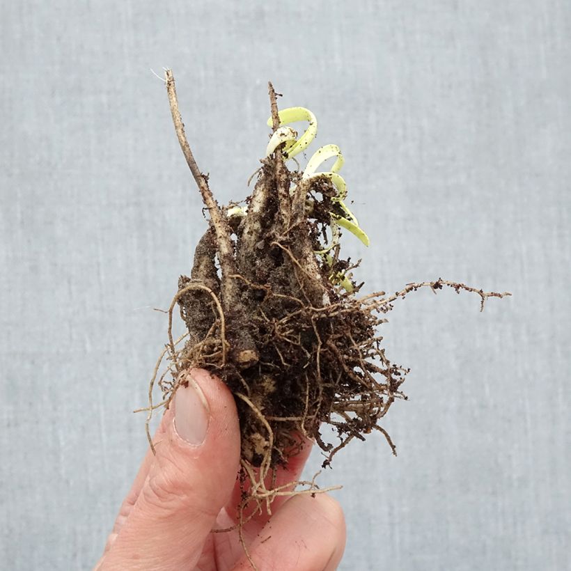 Allium Millenium - Aglio ornamentale Piante piccole a radice nuda esemplare consegnato in inverno