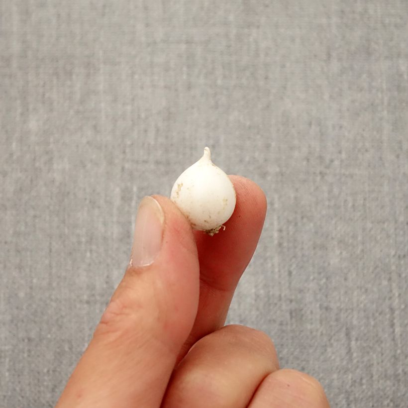 Esemplare di Allium moly - Aglio dorato Bulbo taglia 5+ come consegnato in autunno