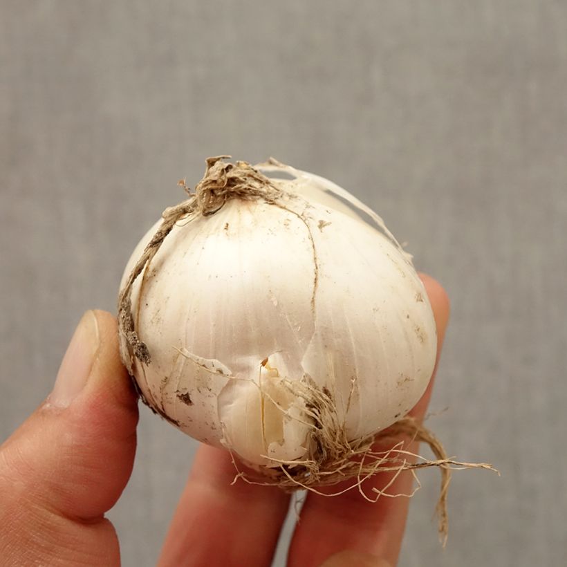 Example of Allium stipitatum Mount Everest - Aglio ornamentale Bulbo taglia 20+ as you get in automne