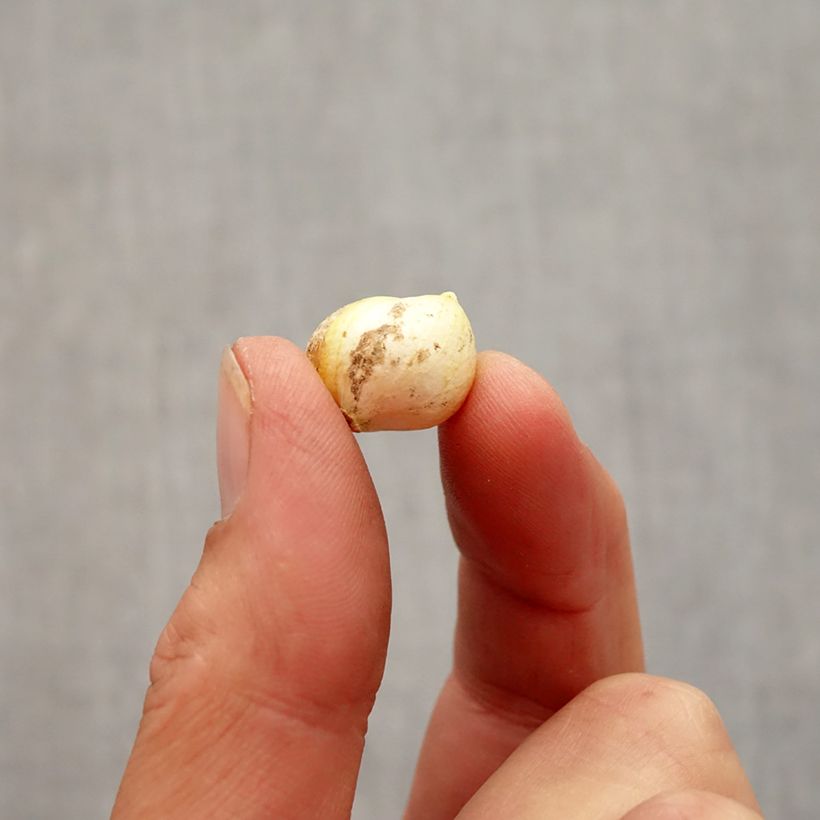 Example of Allium neapolitanum - Aglio napoletano Bulbo taglia 4+ as you get in automne