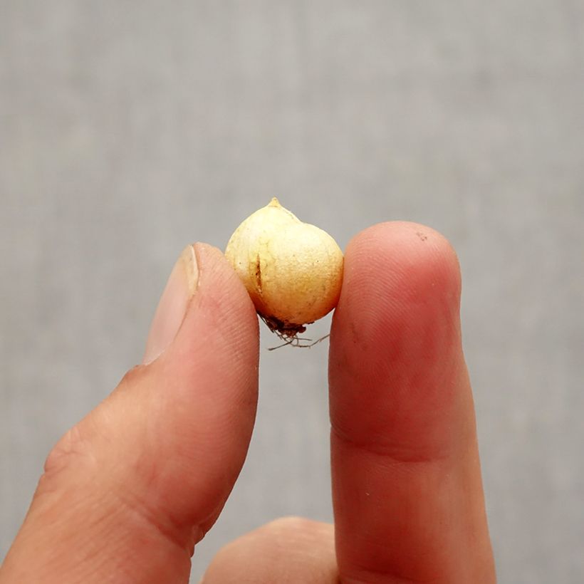 Example of Allium neapolitanum Groupe Cowanii - Aglio napoletano Bulbo taglia 5+ as you get in automne