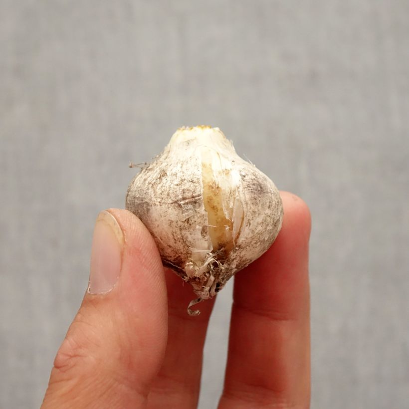 Esemplare di Allium nigrum Pink Jewel - Aglio ornamentale Bulbo taglia 10+ come consegnato in autunno