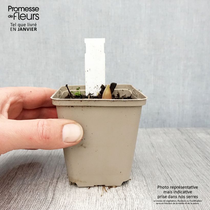 Ail d'ornement - Allium Ostara Godet de 8/9 cm esemplare consegnato in inverno
