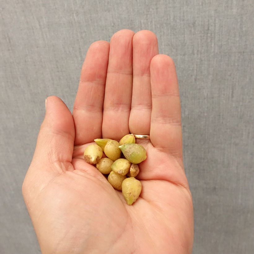 Example of Allium paradoxum var. normale - Aglio ornamentale Bulbo taglia I as you get in automne