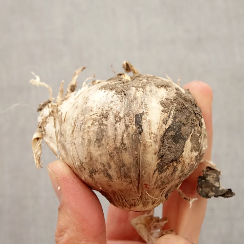 Esemplare di Allium Pinball Wizard - Aglio ornamentale Bulbo taglia 20+ come consegnato in autunno