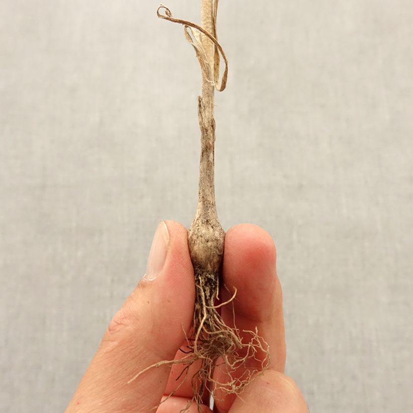 Esemplare di Allium pulchellum - Aglio ornamentale Bulbo taglia I come consegnato in autunno