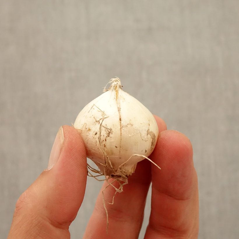 Example of Allium Red Mohican - Aglio ornamentale Bulbo taglia 10+ as you get in automne