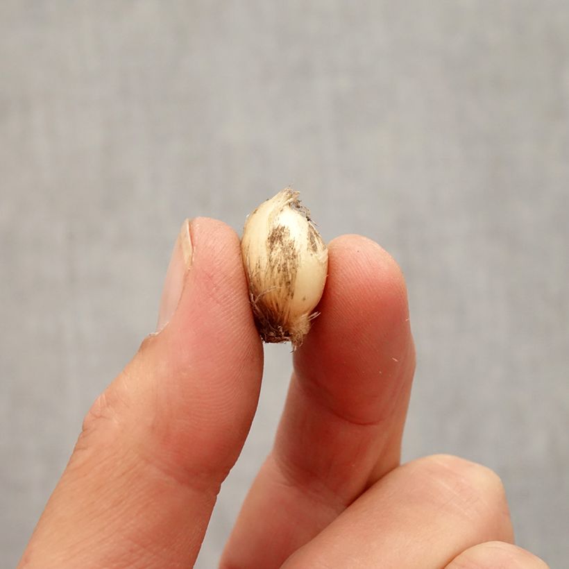 Esemplare di Allium scorodoprasum Bizarre - Aglio romano Bulbo taglia 5+ come consegnato in autunno