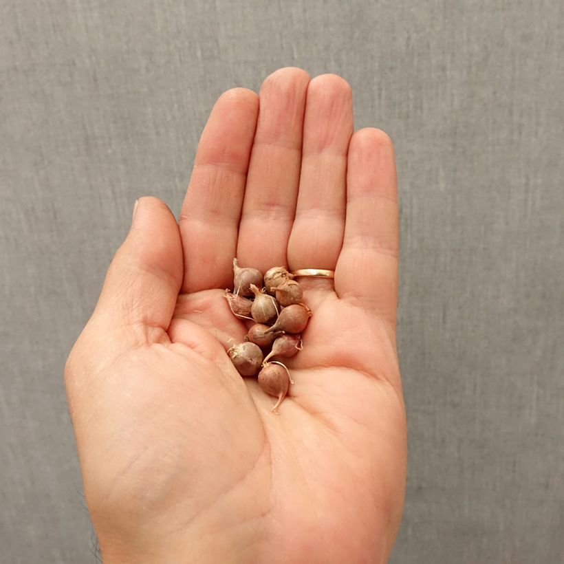 Esemplare di Allium rotundum - Aglio arrotondato Bulbo taglia I come consegnato in autunno