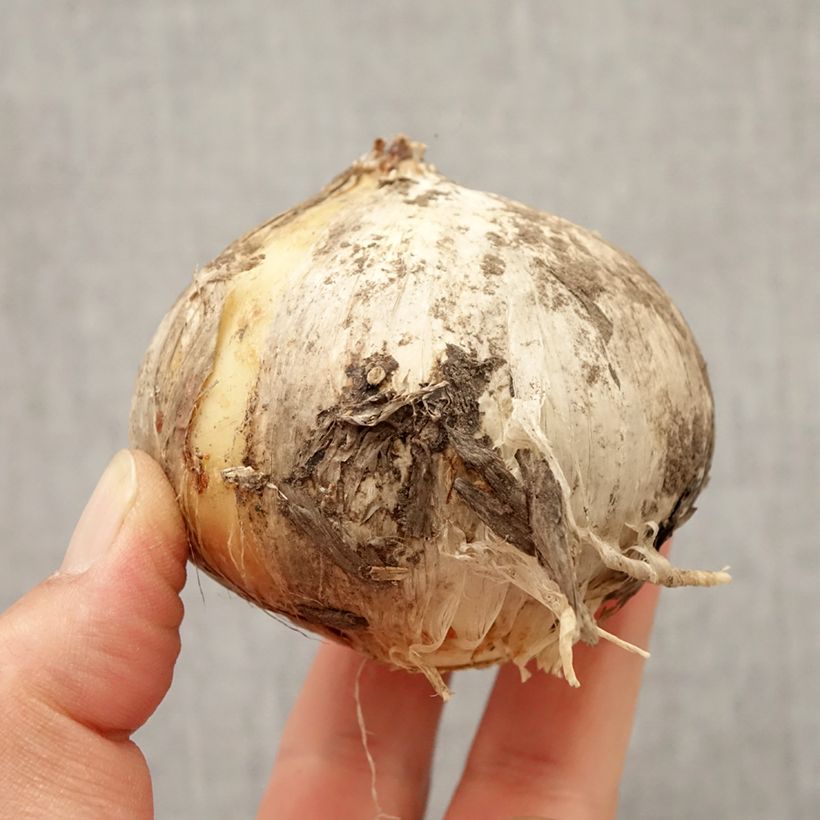 Esemplare di Allium Round and Purple - Aglio ornamentale Bulbo taglia 18/20 come consegnato in autunno